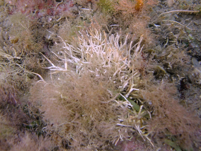 Amphiroa rigida e Tricleocarpa fragilis